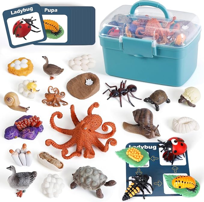 Life Cycle Toys for Kids - Life Science Education Kits: Ladybug, Ants, Goose, Land Turtle, Snail, Octopus - 24 Pieces Animal Models STEM Learning Toys for 3-10 Year Old by Bambilo