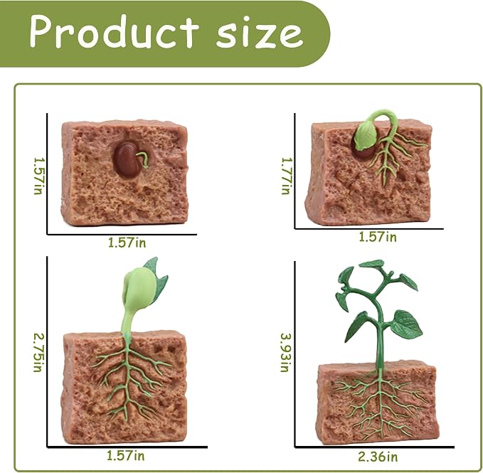 Mbrain 4 pcs Plant Growth Cycle with Flash Cards,Life Cycle Learning & Education Toys,Montessori Toys,Gift for Girl & Boy for 3 4 5 6 7 Year Old (Plant) - Image 2