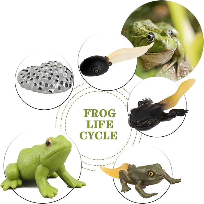 Mbrain5pcs Frog Growth Cycle with Flash Cards,Life Cycle Learning & Education Toys,Montessori Toys,Gift for Girl & Boy for 3 4 5 6 7 Year Old (Frog) - Image 4