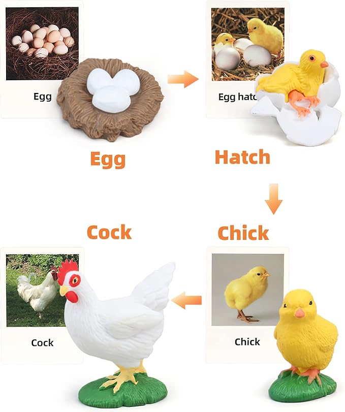 Montessori Chicken Life Cycle with Flash Cards, Realistic Animal Figurines Toy, Animal Educational Matching Game for 3+ Year Old Kids (Cock) - Image 2