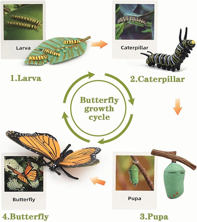 Mbrain Life Cycle Learning & Education Toys,Montessori Toys Figurines for Frog, Butterfly, Ladybug,Plants Kit,Gift for Girl & Boy for 3 4 5 Year Old - Image 5