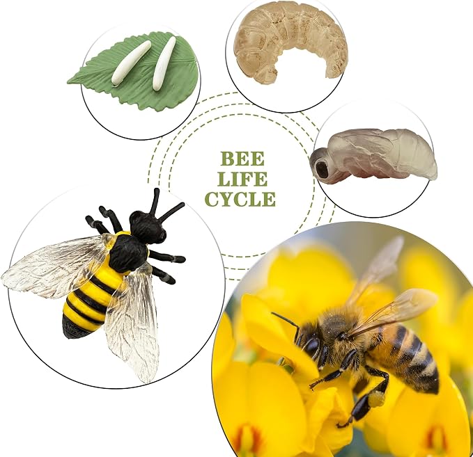 Mbrain 4pcs Bee Growth Cycle with Flash Cards,Life Cycle Learning & Education Toys,Montessori Toys,Gift for Girl & Boy for 3 4 5 6 7 Year Old (Bee) - Image 5