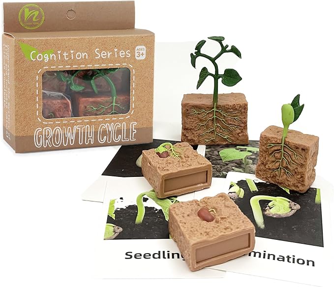 Mbrain 4 pcs Plant Growth Cycle with Flash Cards,Life Cycle Learning & Education Toys,Montessori Toys,Gift for Girl & Boy for 3 4 5 6 7 Year Old (Plant) - Image 6