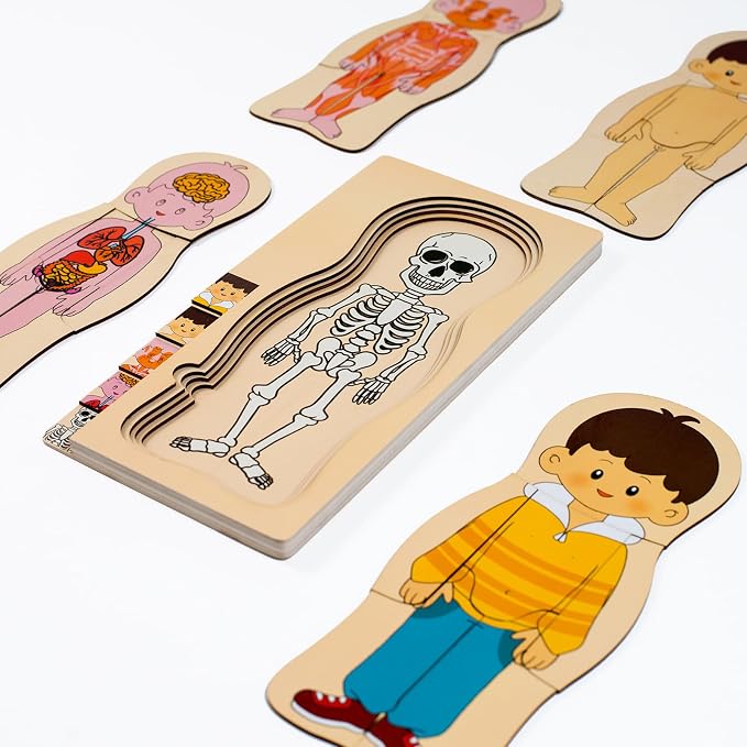 [Brand] My Body Parts Wooden Anatomy Puzzle, Preschool Learning Human Body Skeleton Toy for Boys and Girls 3-8 Years Old - Image 3