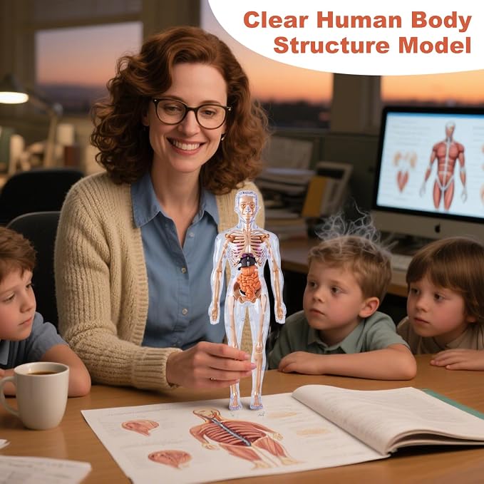 3D Human Body Anatomy Model, Removable Organs Educational Toy for Science Teaching, Translucent Transparent Glow-in-Dark Torso Model for Kids Students, 10x28.5cm - Image 3