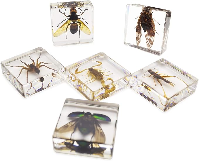 Insect Specimen Set, Bugs Collection Scientific Education Gift for Kids Aged 3-8-12 (Cicada, Wasp, Spider, Scorpion, Locust, Chafer) - Image 2