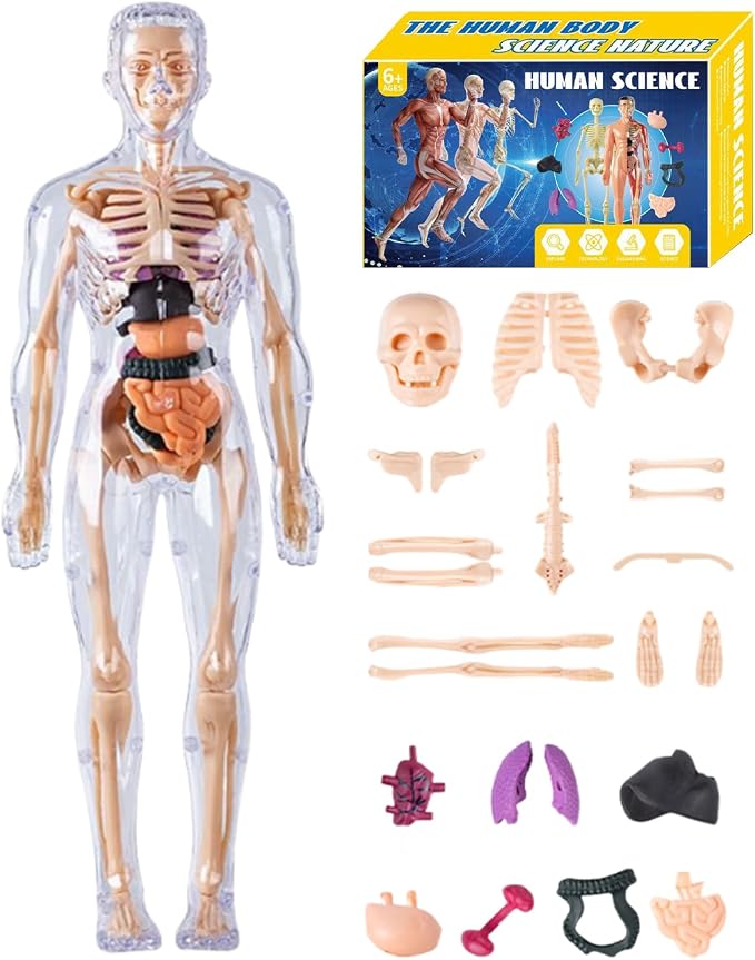3D Human Body Anatomy Model, Removable Organs Educational Toy for Science Teaching, Translucent Transparent Glow-in-Dark Torso Model for Kids Students, 10x28.5cm by Unknown