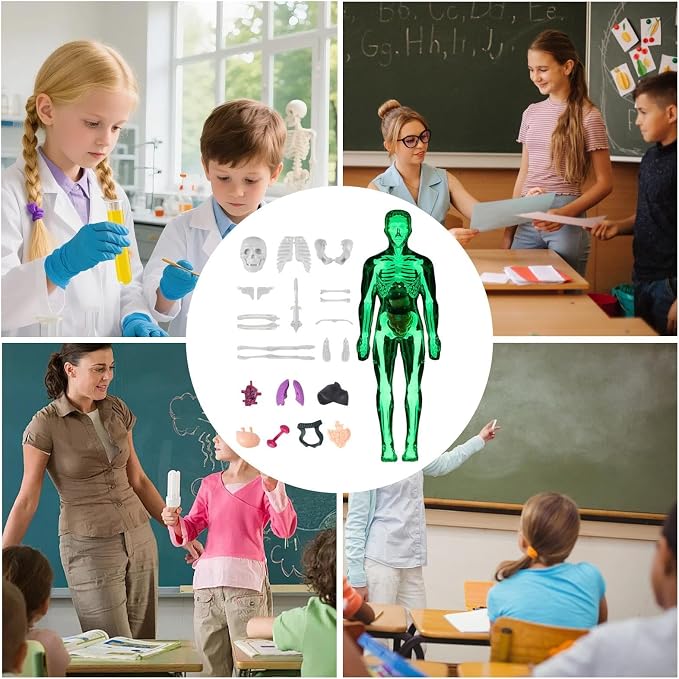 Kids Human Anatomy Model 3D Realistic Assembly Educational - Image 4