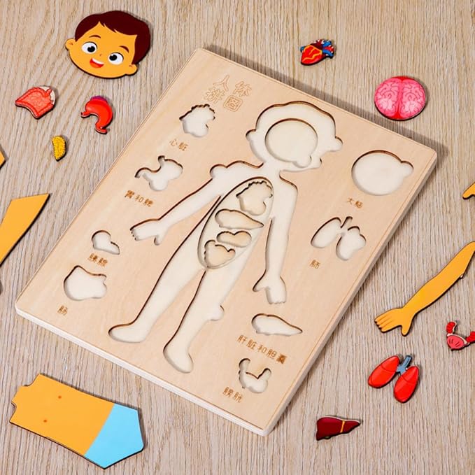 Montessori Jigsaw Puzzle of Human Structure Kids Human Learning Toy Anatomy Organ Model Anatomy Toy Children Human Organ Education Toys Human Organ Teaching Aids (Girl) - Image 7