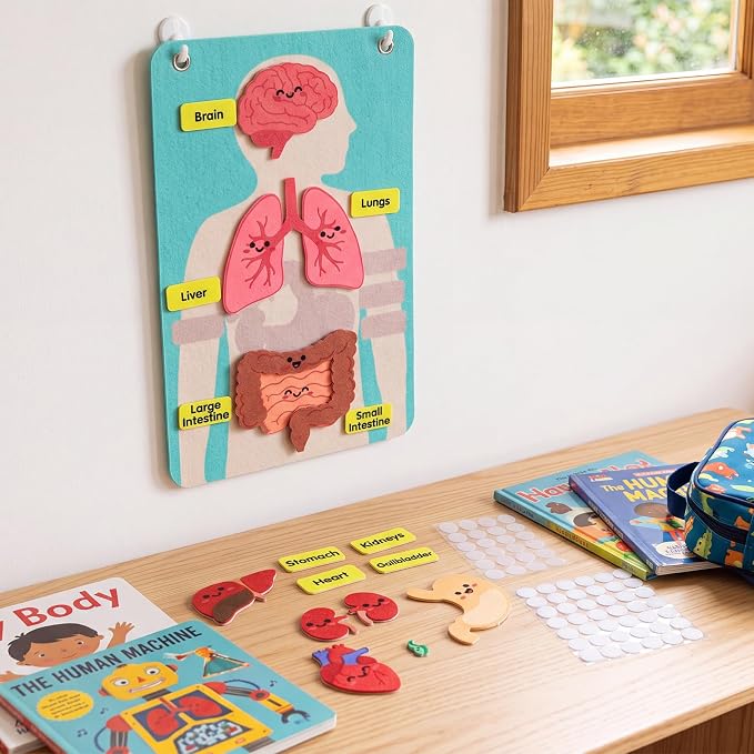 Back to School Gift Human Body Anatomy Felt Board Set, 15.55 x 9.84 in Student Cartoon Detachable Organ Model with 19 Felt Pieces, Wall Hanging Educational Teaching Aid - Image 5