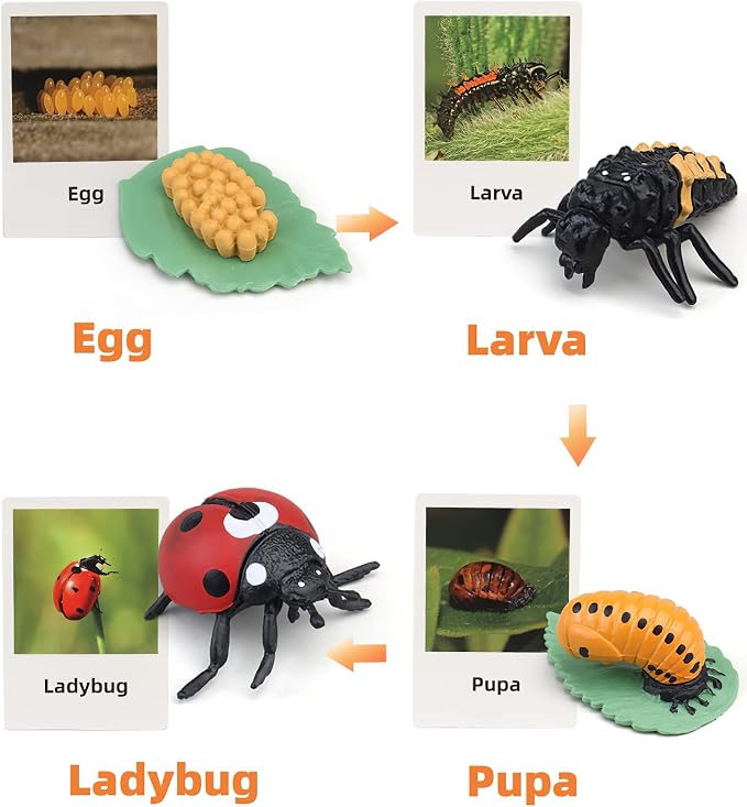 Montessori Life Cycle Animal Figures with Flash Cards, Realistic Animal Figurines Toy, Educational Matching Game for 3+ Year Old Kids (Ladybug) - Image 2