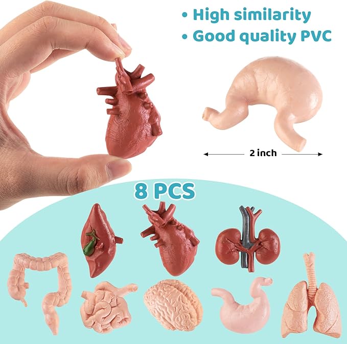 8PCS Mini Human Body Model for Kids - Image 6