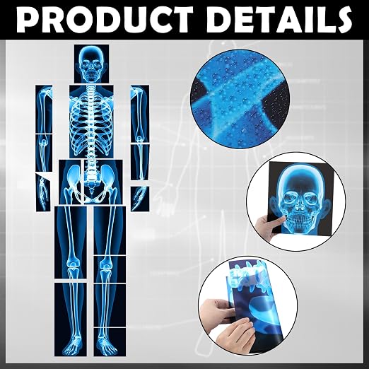 Lineshading 16 Pieces Human x Rays Bones Pretend x Rays for Kids Human Bones Body Educational Science Kit Display Play Table(Blue) - Image 3