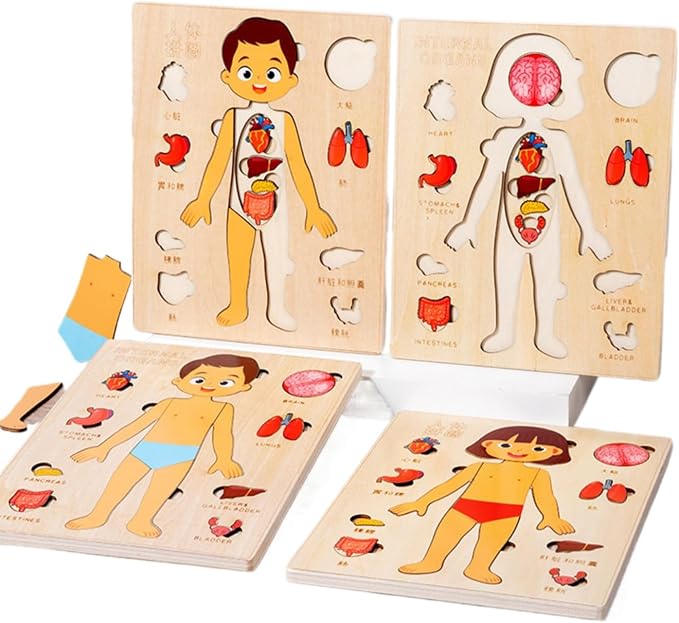 Montessori Jigsaw Puzzle of Human Structure Kids Human Learning Toy Anatomy Organ Model Anatomy Toy Children Human Organ Education Toys Human Organ Teaching Aids (Girl) - Image 2