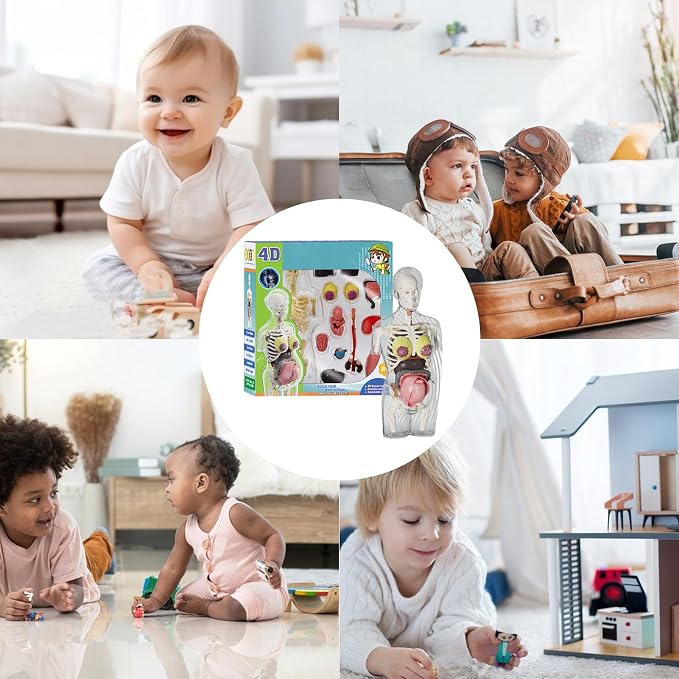 Human Body Model for Kids | Pregnancy Skeleton Model Toy | Anatomical Assembly Educational Toys for Children Classroom Students Learning Enthusiasts Preschool - Image 4