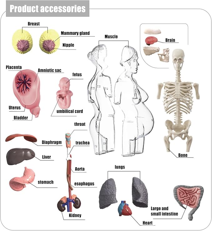 Human Body Model for Kids | Pregnancy Skeleton Model Toy | Anatomical Assembly Educational Toys for Children Classroom Students Learning Enthusiasts Preschool - Image 6