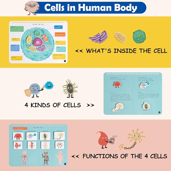 Freebear Montessori Busy Book for Kids, Human Body Anatomy Book for Toddlers, Preshool Kindergarten Learning Activities, Autism Sensory Toys, Gifts for Girls and Boys 4 5 6 7 Years - Human Body System - Image 3