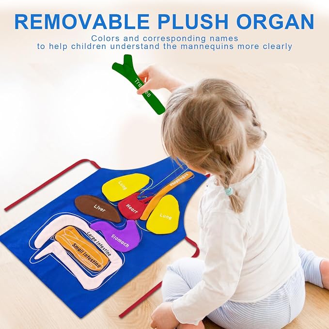 3D Organs Apron, Anatomy for Kids Apron Body Parts Organs Educational Toys, Soft Disassembled Internal Organs Plush Model for Home Preschool Teaching Aid Boy Gir - Image 6