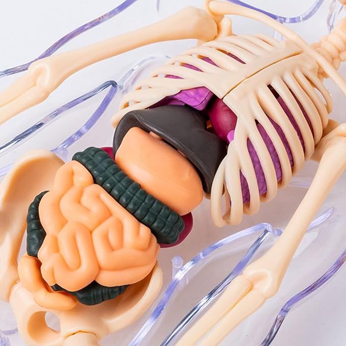 3D Human Body Anatomy Model, Removable Organs Educational Toy for Science Teaching, Translucent Transparent Glow-in-Dark Torso Model for Kids Students, 10x28.5cm - Image 7