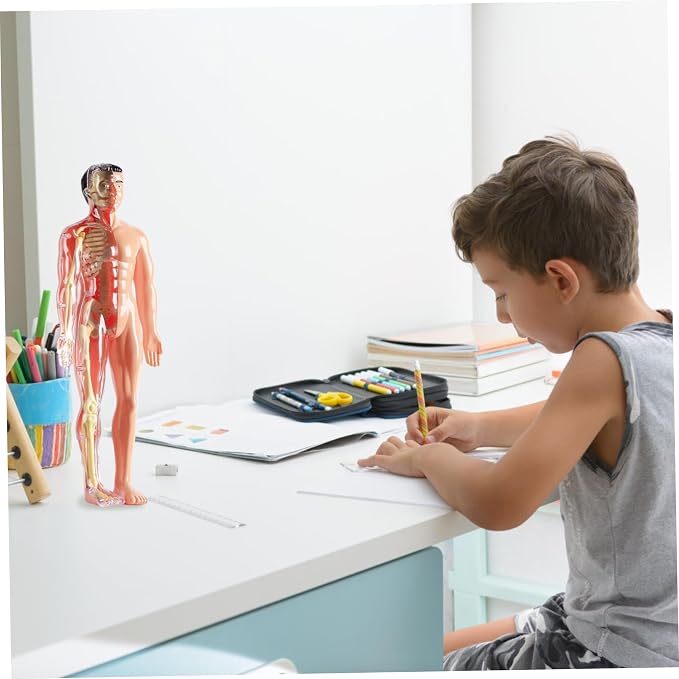 Human Body Model for Kids Detachable Visualized 3D Anatomy Model Enlightenment Science Toys Cultivates Explore Curiosity Hands-On Skills, Semi-Transparent|Science Kits Toys - Image 3