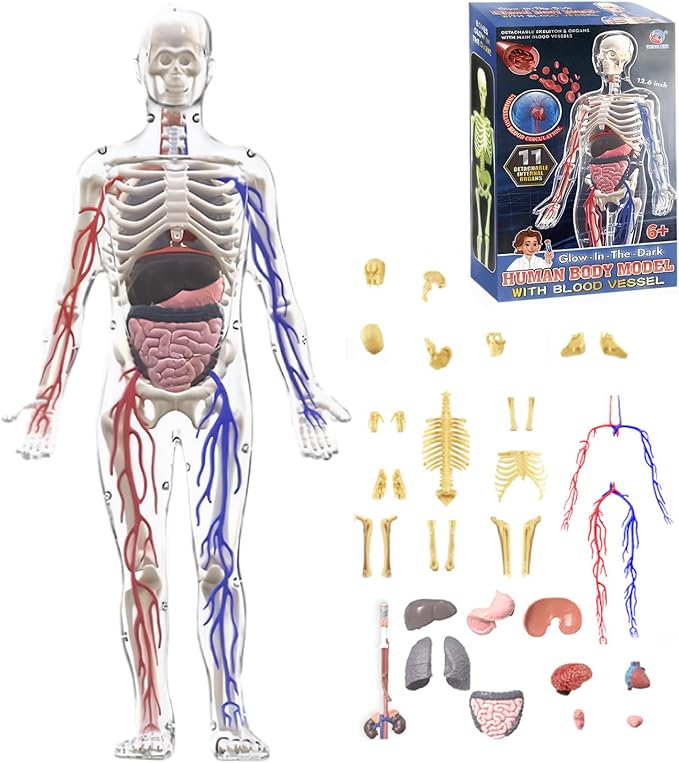 Human Body Structure Model, 3D Human Body Model for Kids with Removable Bones, Organs and Blood Vessels for Anatomy Skeleton - Image 2
