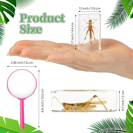 GlikCeil 50 Pcs Insect in Resin Specimen Various Bugs Collection Paperweights Bug Kit Preserved in Resin with 3 Magnifier Marine Animal Specimens for Kids Scientific Educational Display Collection - Image 2