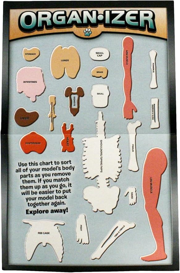 SMARTLAB Toys Squishy Human Body with 21 Removable Body Parts with Anatomy Book - Image 6