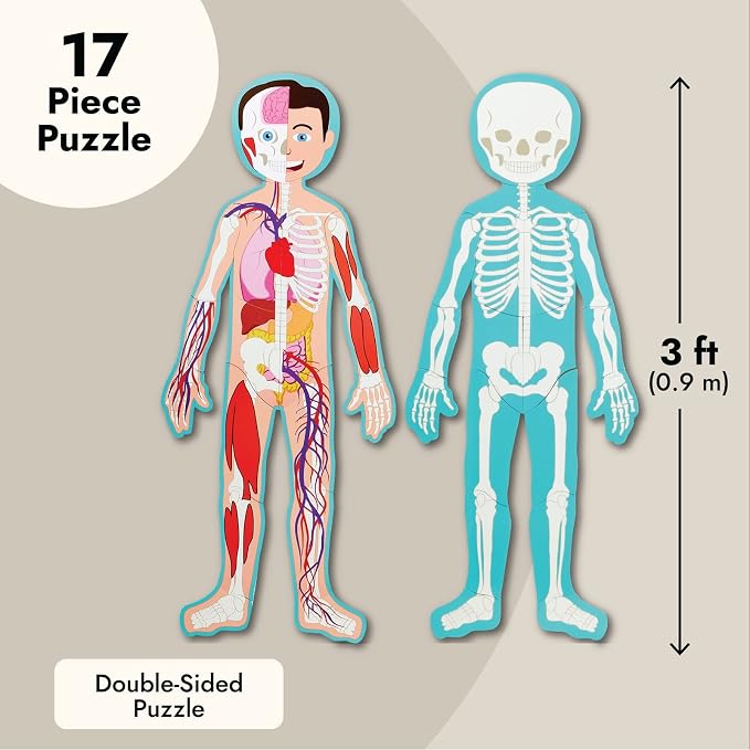 Blue Panda Interactive Magnetic Human Body Model - 3 ft, 17-Piece Double-Sided Anatomy Set for Kids - Human Anatomy with Organs, Educational Skeleton & Body Parts - Image 3