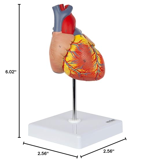 Axis Scientific Life-Size Human Heart Model - Image 10