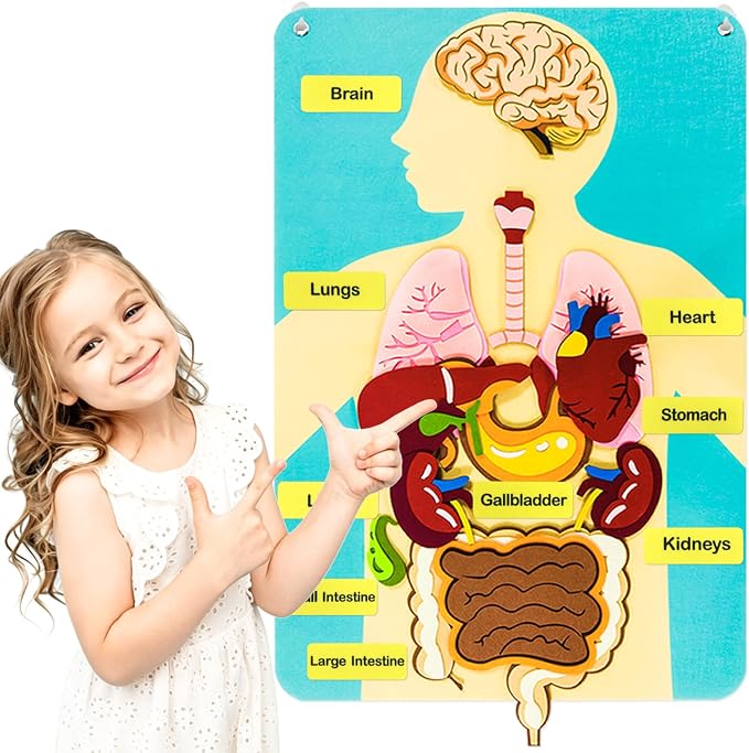 Human Body Parts Felt Board Stories for Kids, Body Model Teaching Puzzle by Unknown