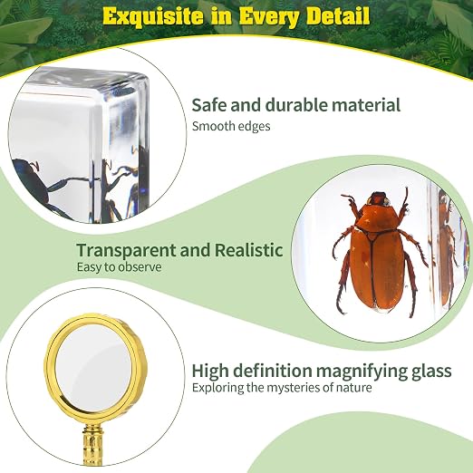 15 Insect specimens,Real Specimens of Various Butterflies and Beetles Made of Resin, Used for Science Classroom Science Education Animal Specimens, Bug Preserved,Oddities, Biology (15 Pcs Beetles) - Image 5