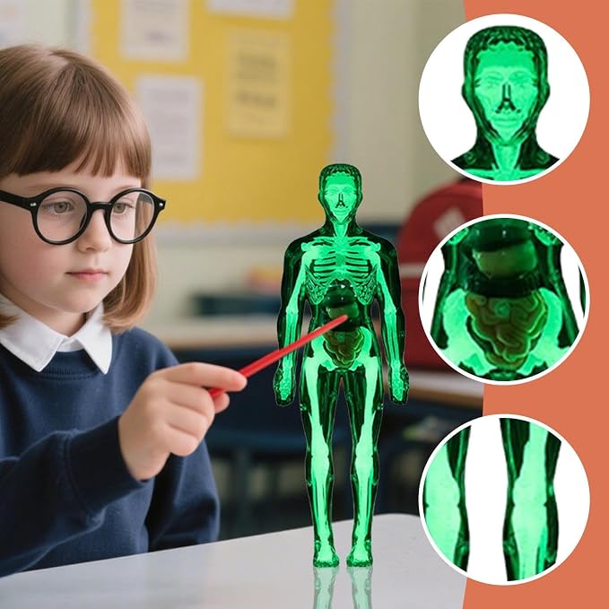Kids Human Anatomy Model 3D Realistic Assembly Educational - Image 7