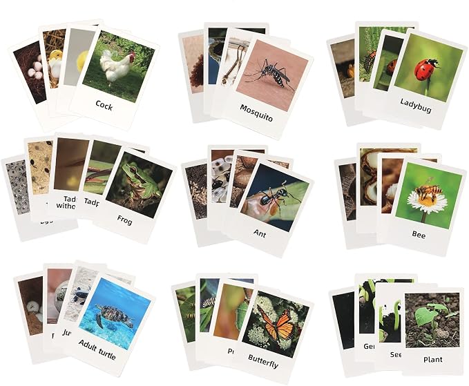 Montessori Bee Life Cycle with Flash Cards, Realistic Animal Figurines Toy, Animal Educational Matching Game for 3+ Year Old Kids (Bee) - Image 9