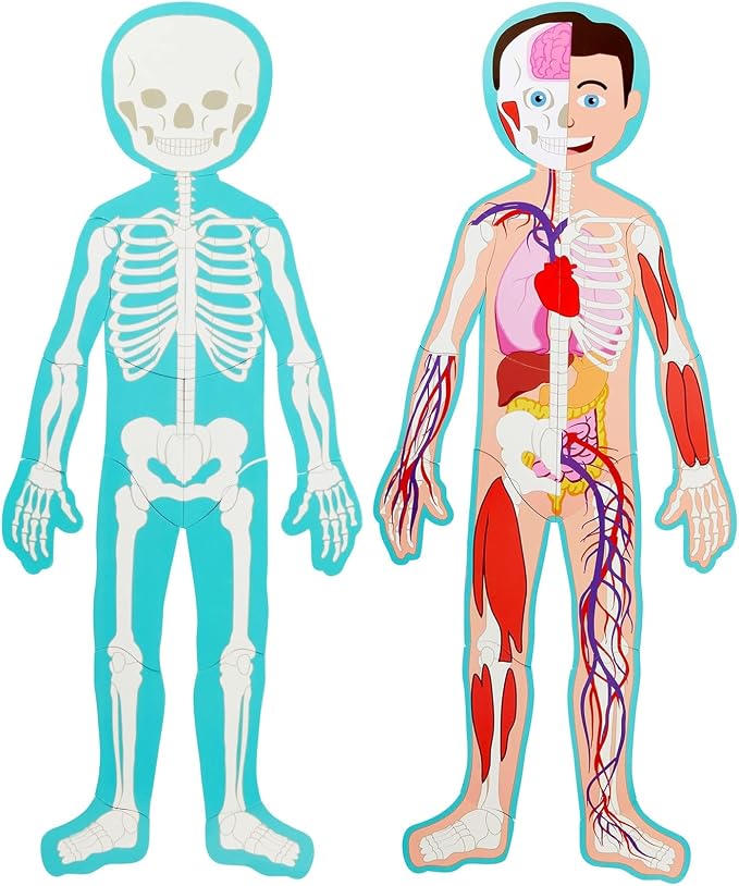 Blue Panda Interactive Magnetic Human Body Model - 3 ft, 17-Piece Double-Sided Anatomy Set for Kids - Human Anatomy with Organs, Educational Skeleton & Body Parts by BluePanda