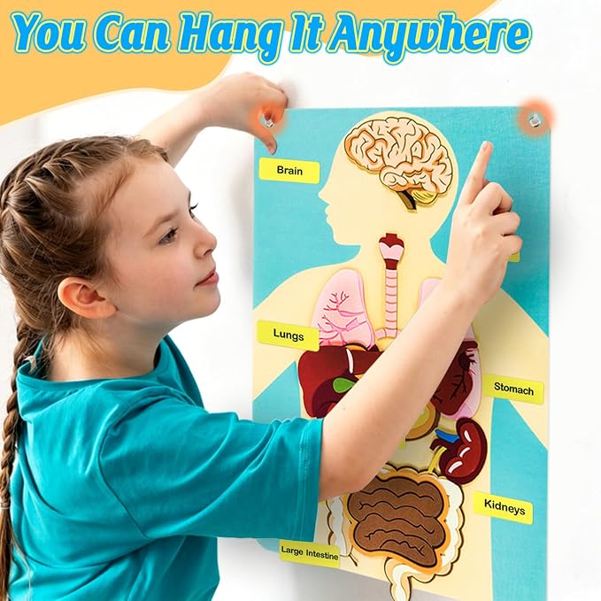 Human Body Parts Felt Board Stories for Kids, Body Model Teaching Puzzle - Image 5