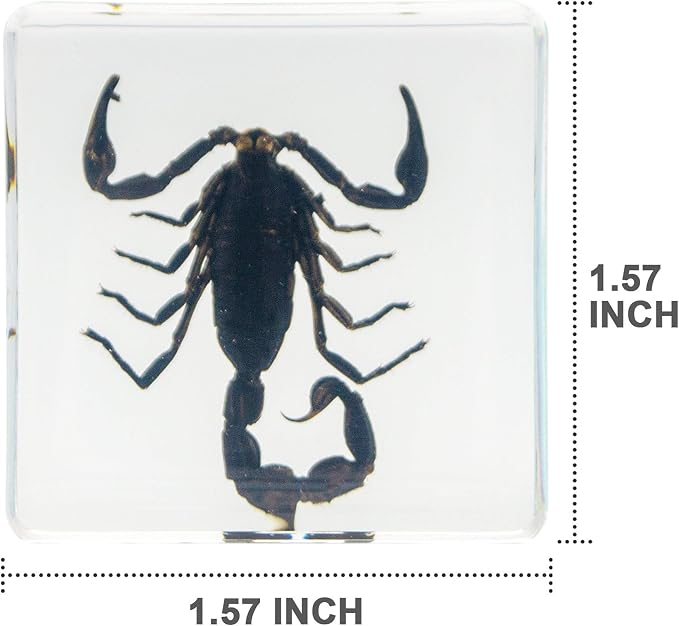 Insect Specimen Set, Bugs Collection Scientific Education Gift for Kids Aged 3-8-12 (Spider, Scorpion, Cricket, Chafers, Stink Bug, Spotted Lanternfly Resin Collection) - Image 4