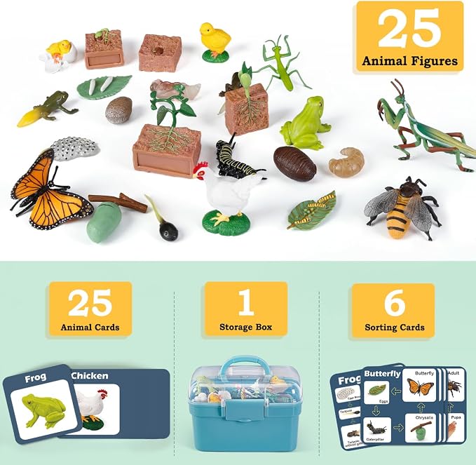 Life Cycle Learning Toys for Kids: Life Science Education Kits with Butterfly, Frog, Chicken, Mantis, Bee, Plants - 25 Pieces Animal Figurines Montessori Toys for Children Age 3 4 5 6 7 8+ - Image 2