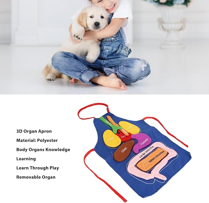 3D Organ Apron Human Body Organs Anatomy Costume DIY Educational Toy Removable Organs Learning Tool for Kids Science Museums Kindergartens Parent Child Games Polyester Material - Image 9