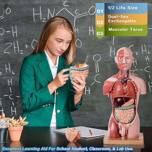 2026 New Human Body Deluxe Musculature Model, 16 Pcs Removable 17 inch - Image 3