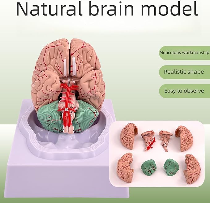 Disassembled Anatomical Human Brain Model - 8-Part Medical Teaching Tool for Brain Anatomy Study, Kids Learning & Science Classroom, Realistic Human Body Puzzle for Students and Doctors - Image 2