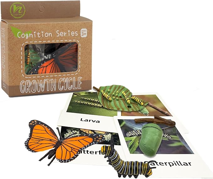 Mbrain 4pcs Butterfly Growth Cycle with Flash Cards,Life Cycle Learning & Education Toys,Montessori Toys,Gift for Girl & Boy for 3 4 5 6 7 Year Old (Butterfly) - Image 5