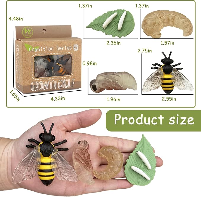 Mbrain 4pcs Bee Growth Cycle with Flash Cards,Life Cycle Learning & Education Toys,Montessori Toys,Gift for Girl & Boy for 3 4 5 6 7 Year Old (Bee) - Image 2