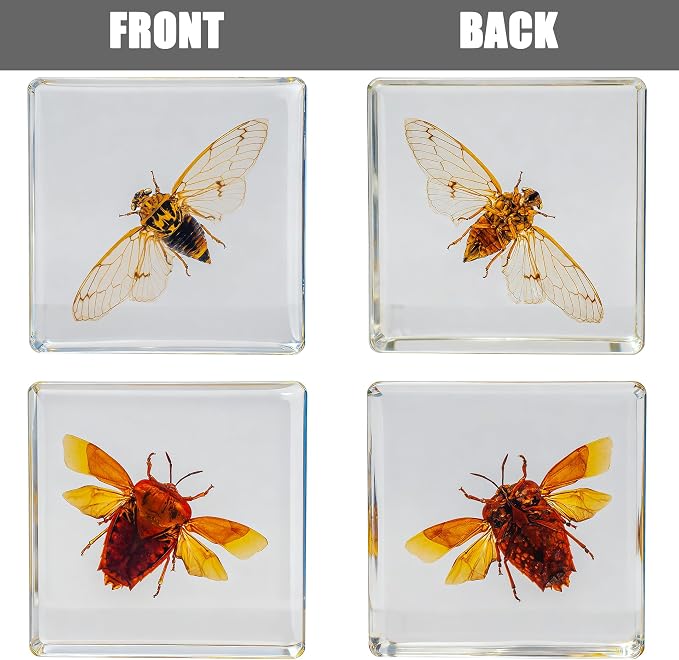 Insect Specimen Set, Bugs Collection Scientific Education Gift for Kids Aged 3-8-12 (Flatheaded Borer, Stag Beetle, Lanternfly, Longhorned Beetle, Cicada, Stink Bug) - Image 5