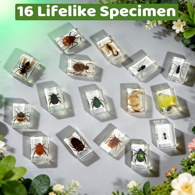 16 Pcs Real Insect in Resin Specimens Set with Magnifying Glass and Audiobooks, Various Butterflies, Bugs and Beetles Collection for Science Education, Classroom, Biology, Preschool, Home Display - Image 4