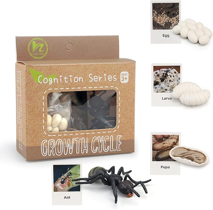 Montessori Life Cycle Animal Figures with Flash Cards, Realistic Animal Figurines Toy, Educational Matching Game for 3+ Year Old Kids (Ant) by MIKNEKE