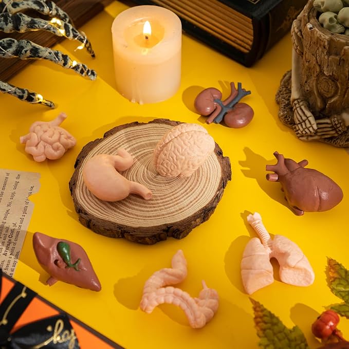 8PCS Mini Human Body Model for Kids - Image 4