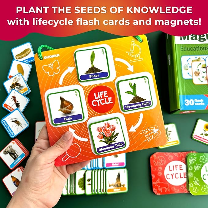 Life Cycle Toys for Kids — Magnetic Flash Cards Science Kits for Kids 3-5 - Image 3