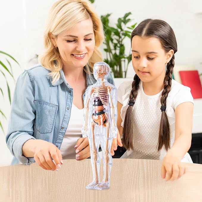 Human Body Model for Kids Detachable Visualized 3D Anatomy Model Enlightenment Science Toys Cultivates Explore Curiosity Hands-On Skills, Fully Transparent|Science Kits Toys - Image 6