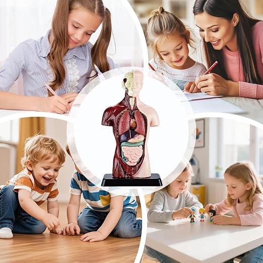 Anatomy for Kids Detachable STEM Learning Toys - Image 4