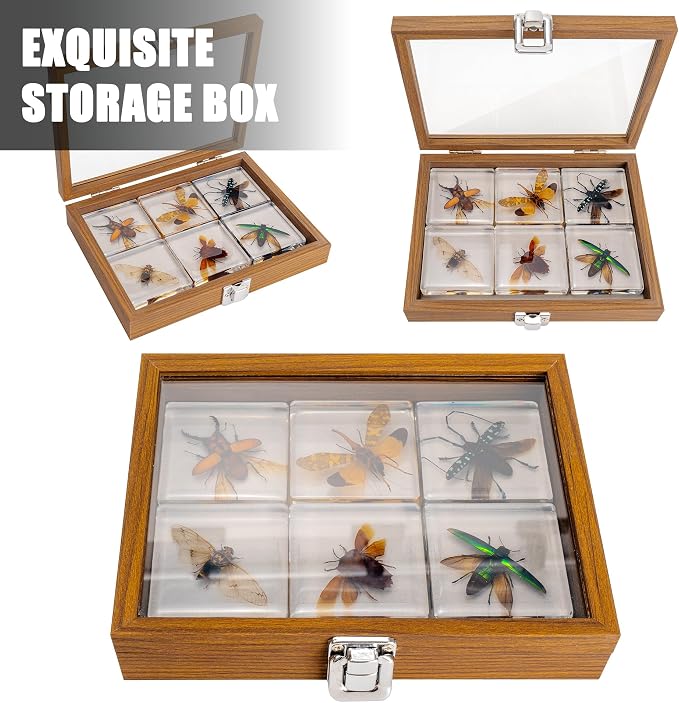 Insect Specimen Set, Bugs Collection Scientific Education Gift for Kids Aged 3-8-12 (Flatheaded Borer, Stag Beetle, Lanternfly, Longhorned Beetle, Cicada, Stink Bug) - Image 2